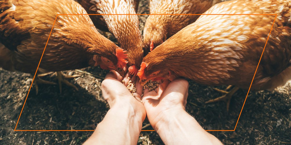 Cupped hands offering Nature’s Best Organic chicken feed to hungry hens.