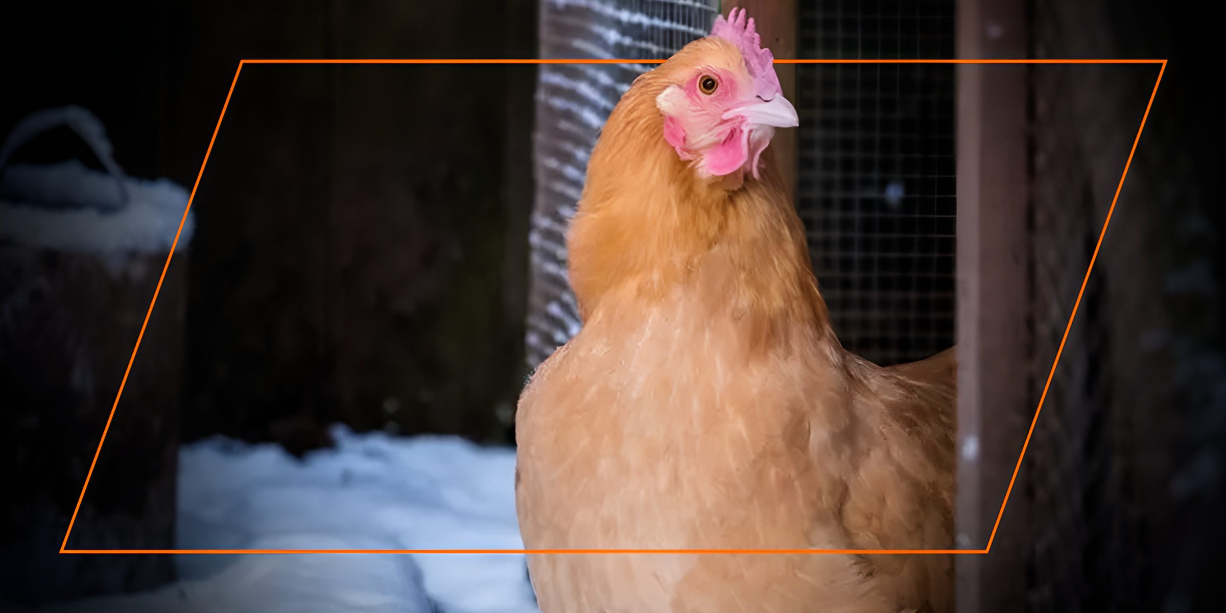 Light brown hen peering from the coop on a winter day, pink comb showing.