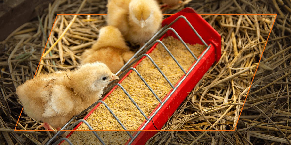 Baby chicks by a red feeder on straw bedding, Nature’s Best organic starter feed.