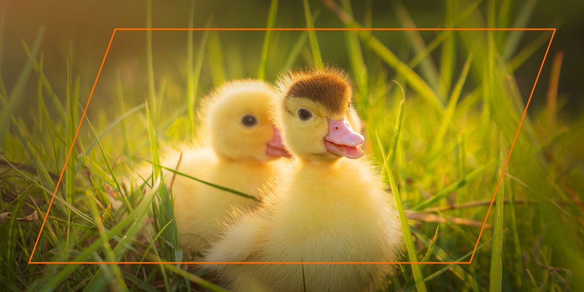 Fluffy ducklings in spring grass, non‑GMO organic duckling feed imagery.