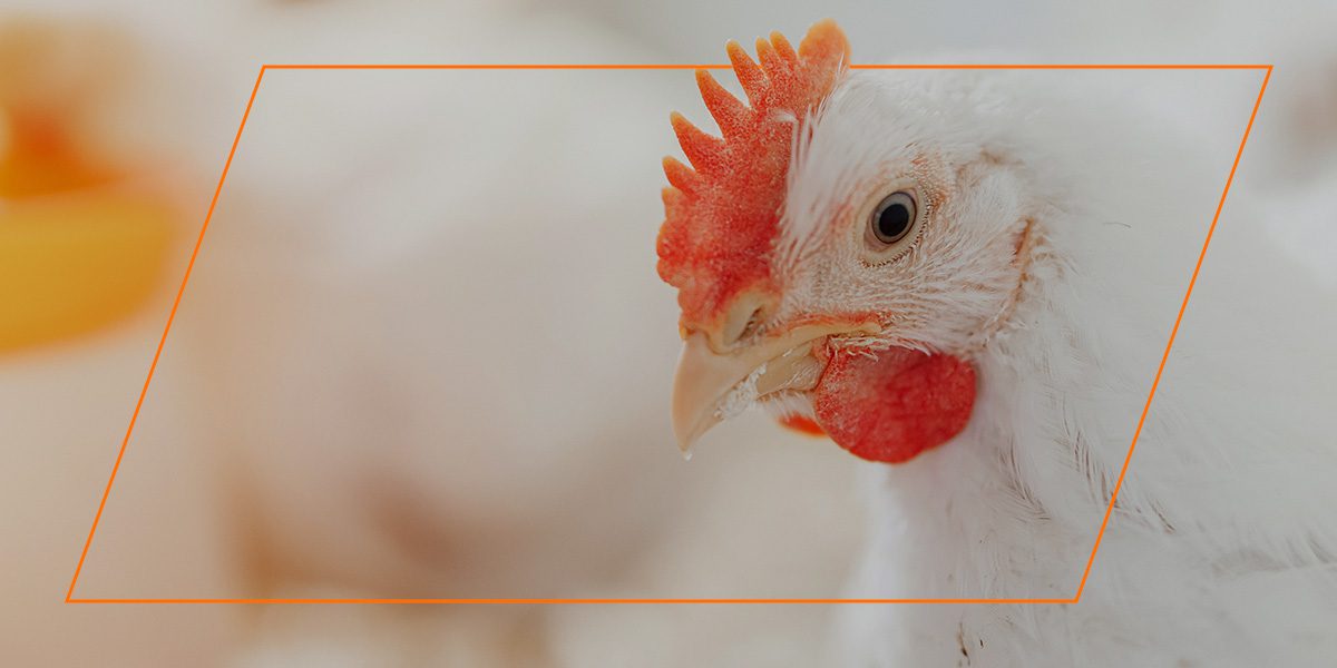 Close-up of a white chicken with red comb, highlighting organic, non‑GMO poultry feed.