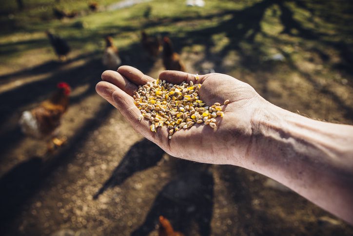 person holding chicken feed in hand
