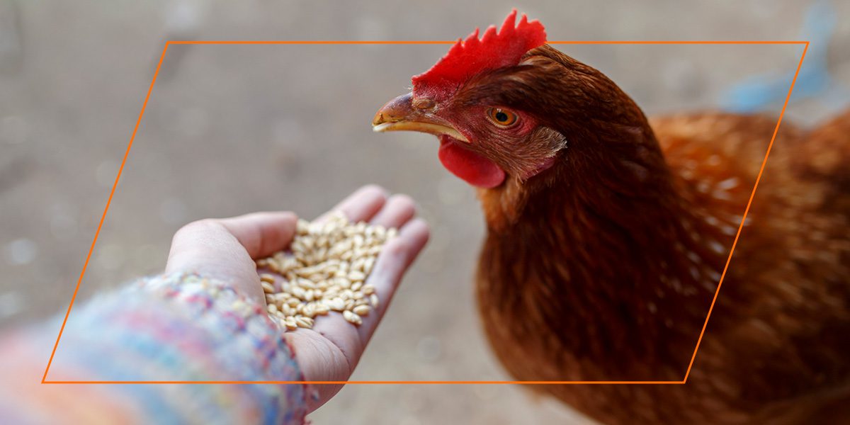 Close-up brown chicken pecking grains from a palm, natural non‑GMO nutrition.