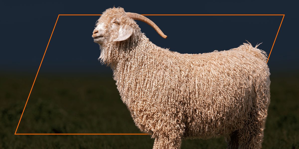 Shaggy horned goat in pasture, highlighting Nature’s Best organic all‑stock feed.