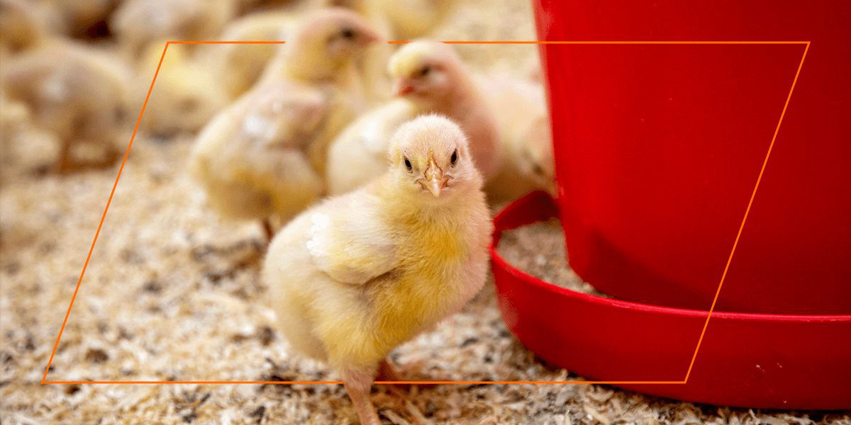 Fluffy yellow chick near a red brooder feeder, non‑GMO organic nutrition.
