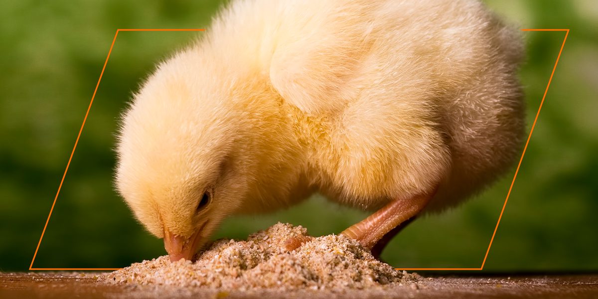 Close-up young chick feeding on crumbles—Nature’s Best Organic starter.