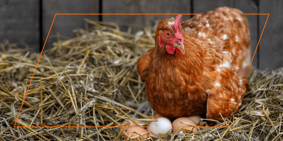 Red hen brooding over eggs in a straw nest, natural non‑GMO poultry care.