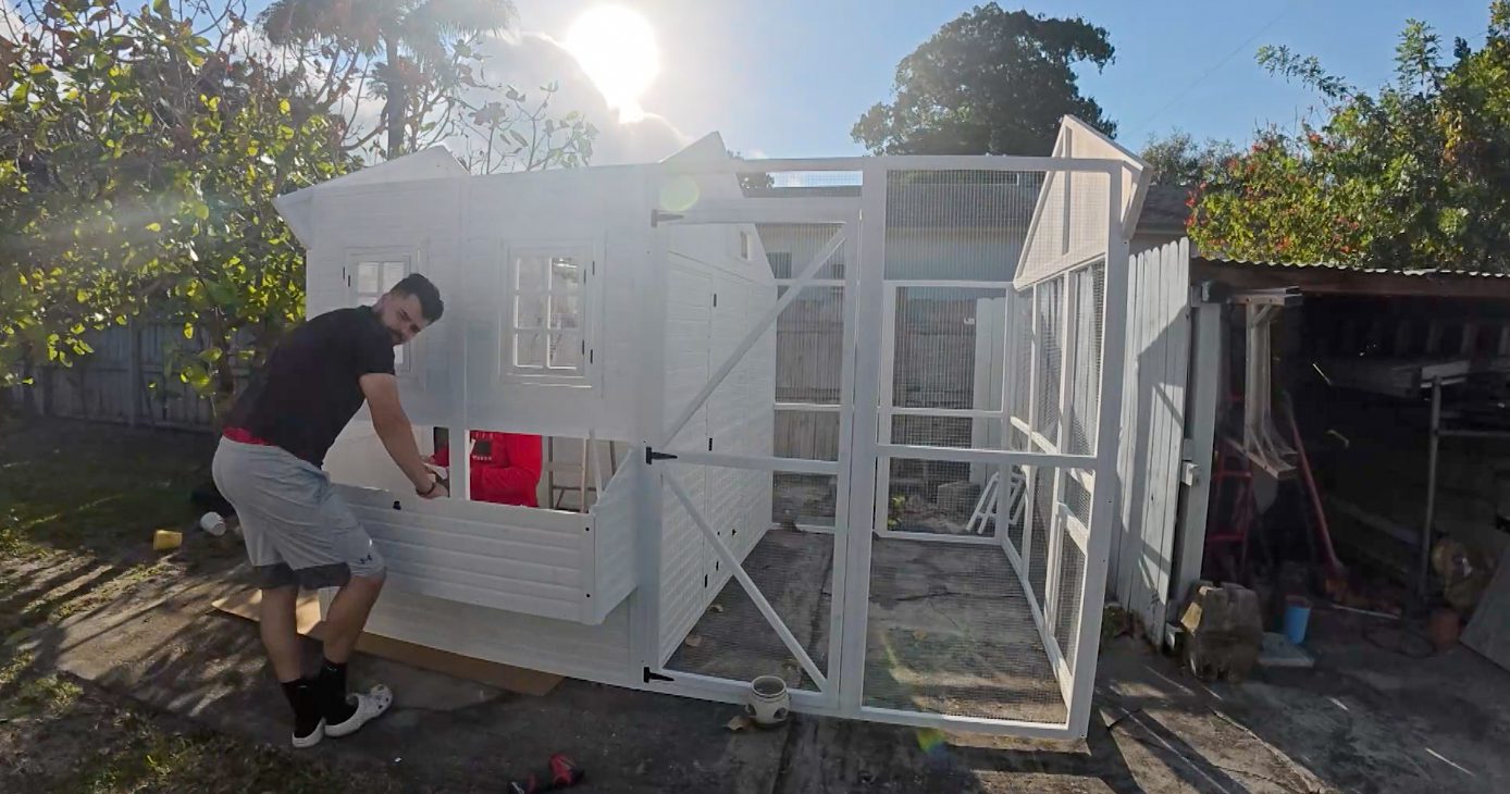Person assembling a white backyard chicken coop and run in late‑afternoon sun.