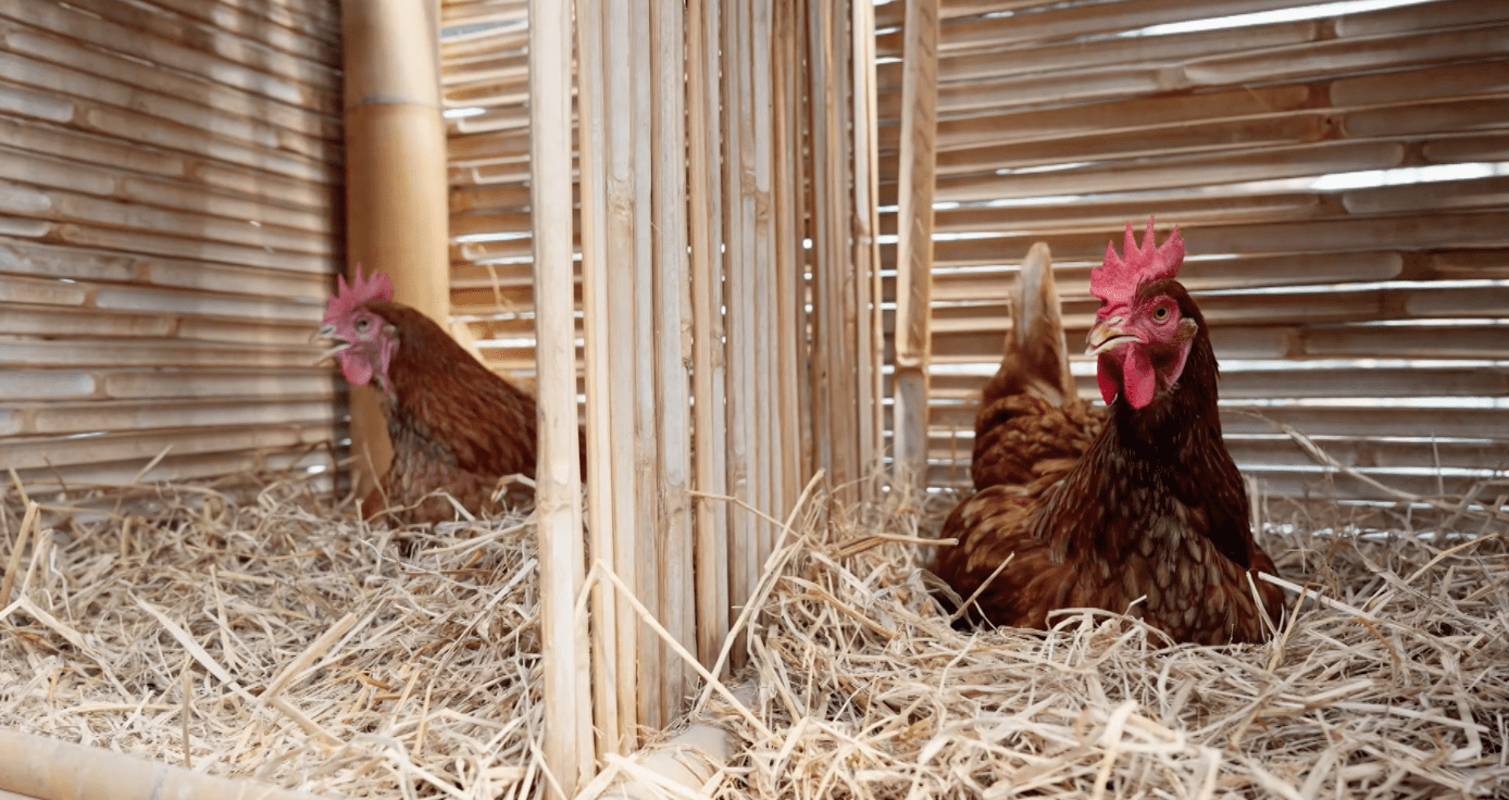 Chickens resting on straw bedding in a bamboo henhouse, backyard flock.