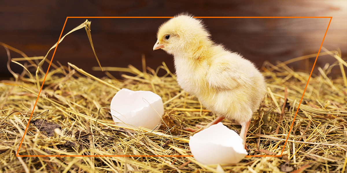 How Long Does It Take for Chicken Eggs to Hatch