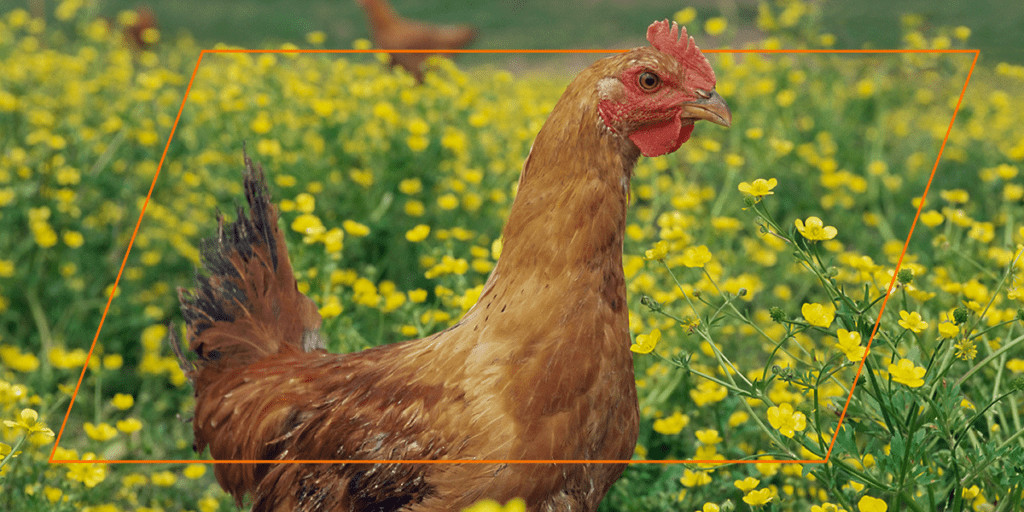 Backyard chicken feed for healthy flocks