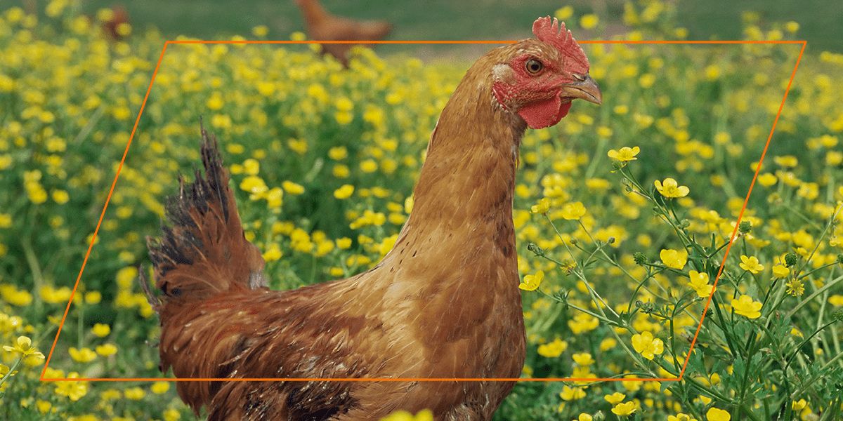 Backyard chicken feed for healthy flocks