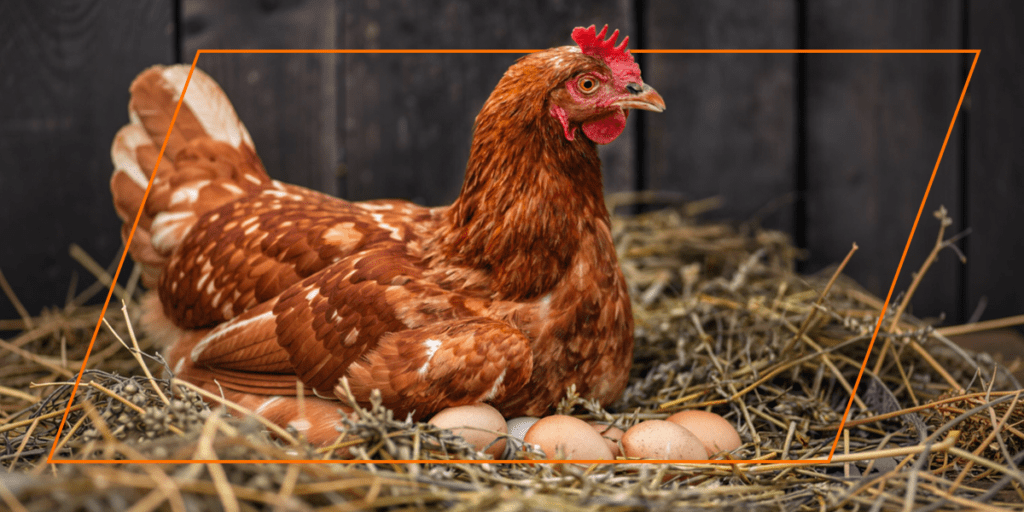 Chicken Laying Fresh Eggs