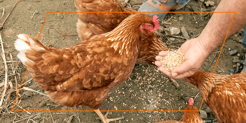 Chicken Feeds With Protein