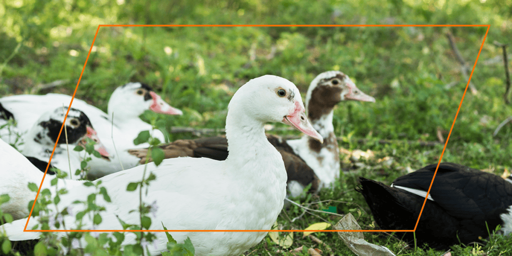 White and brown Muscovy ducks resting together
