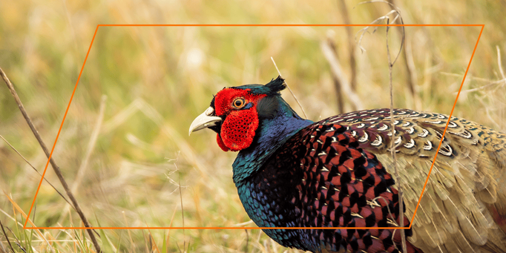 A male ring-necked pheasant facing left