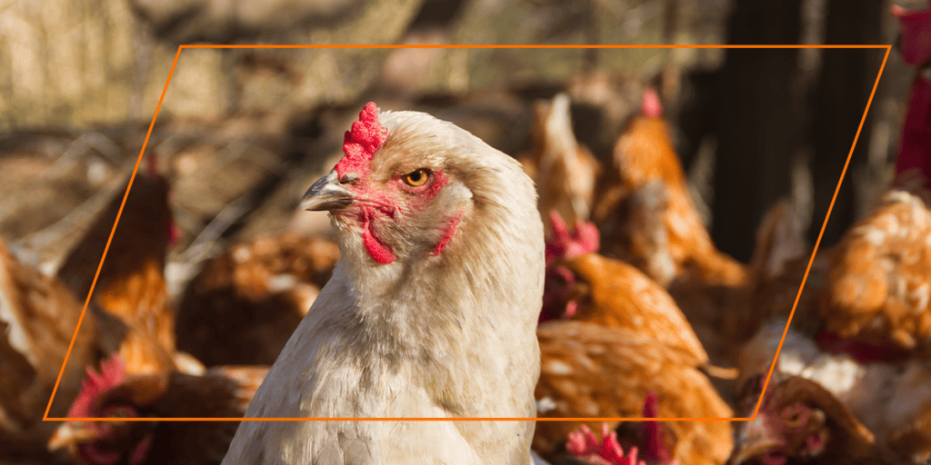 White laying hen standing among brown chickens