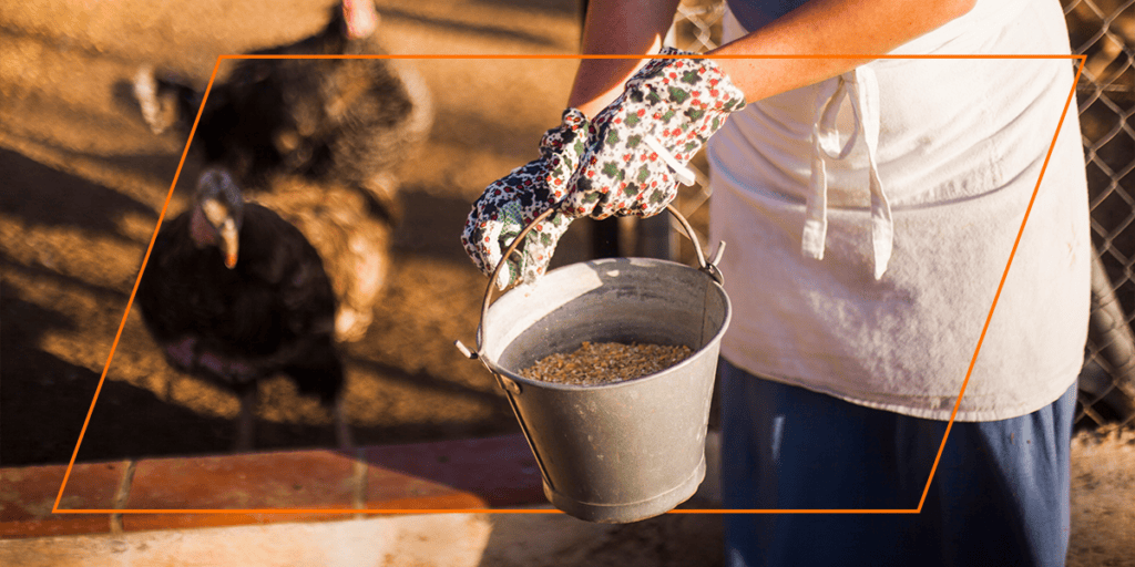 A person holding a galvanized metal bucket partially filled with poultry feed