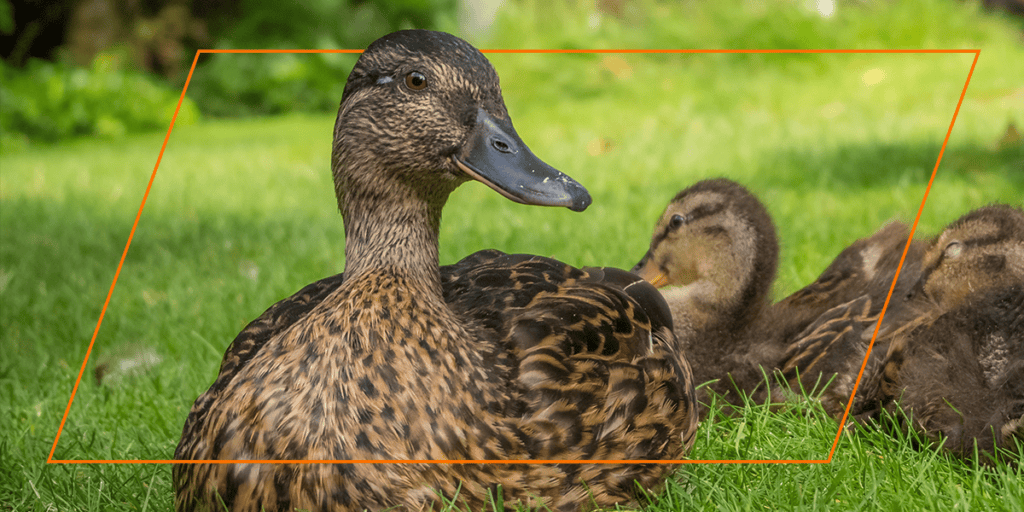 Duck with young ducklings