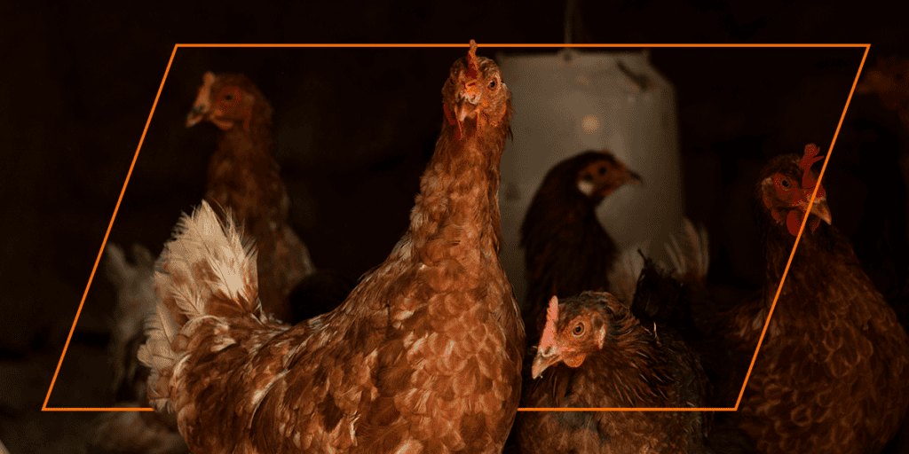 Chickens inside dark coop