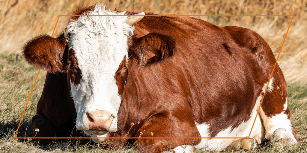Brown and white cow resting