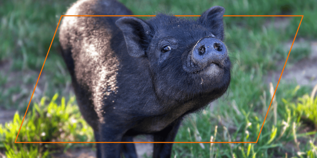 Black pig standing outdoors