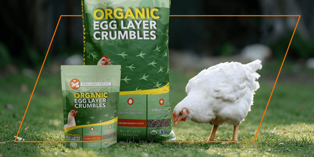 Hen beside organic feed