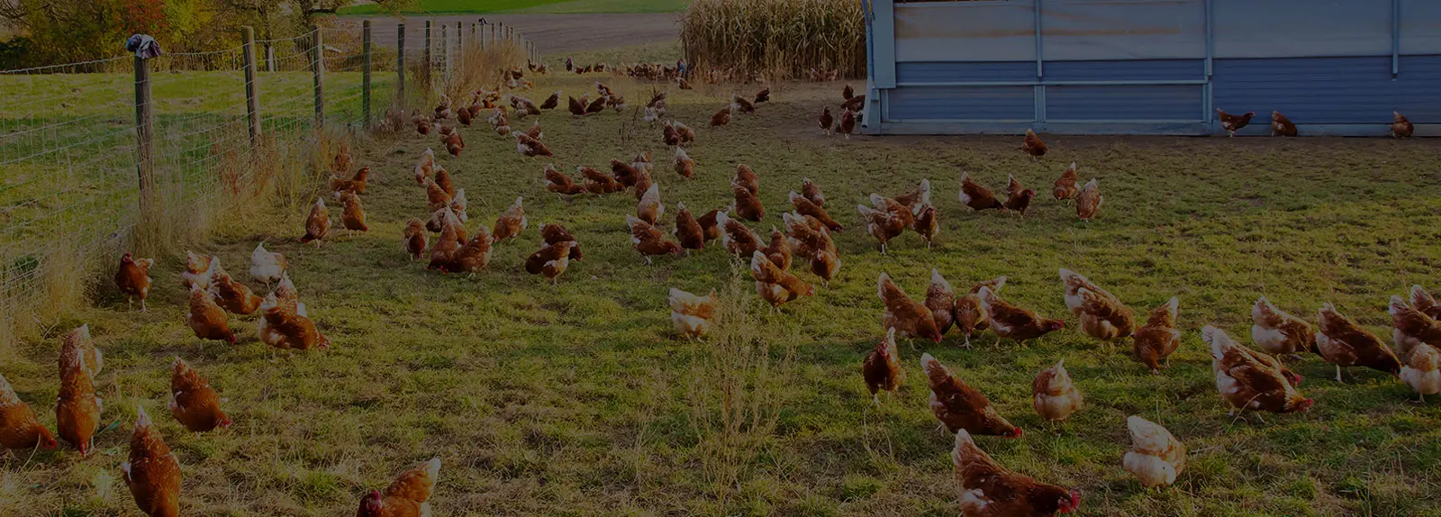 a group of chickens grazing in a field