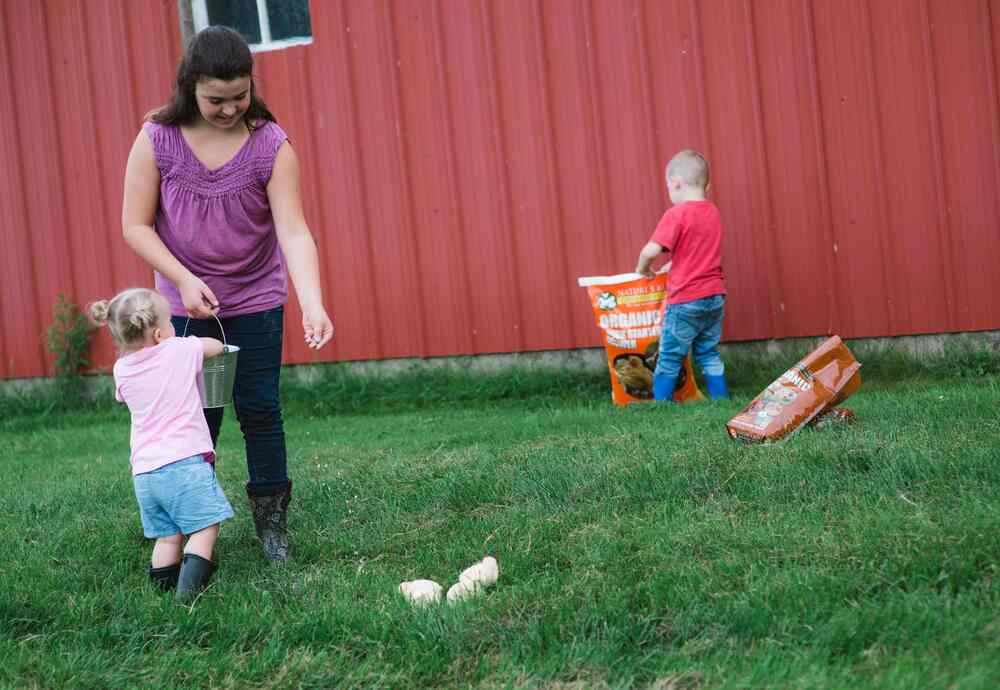 children feeding baby chicks