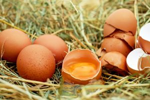 eggs cracked in nest