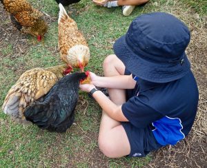child feeding backyard chickens