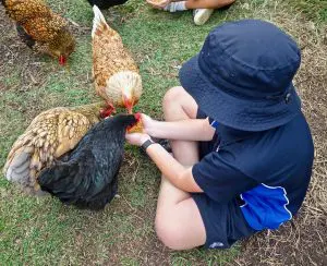 7 Reasons Why You Should NOT Have a Rooster! - The Organic Goat Lady