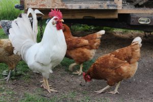 chickens eating organic feed on backyard farm