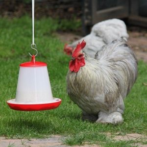 broiler chicken eating out of feeder