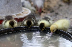 ducklings drinking water