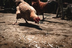 adult chicken eating organic feed 