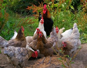 broiler chickens eating feed on ground