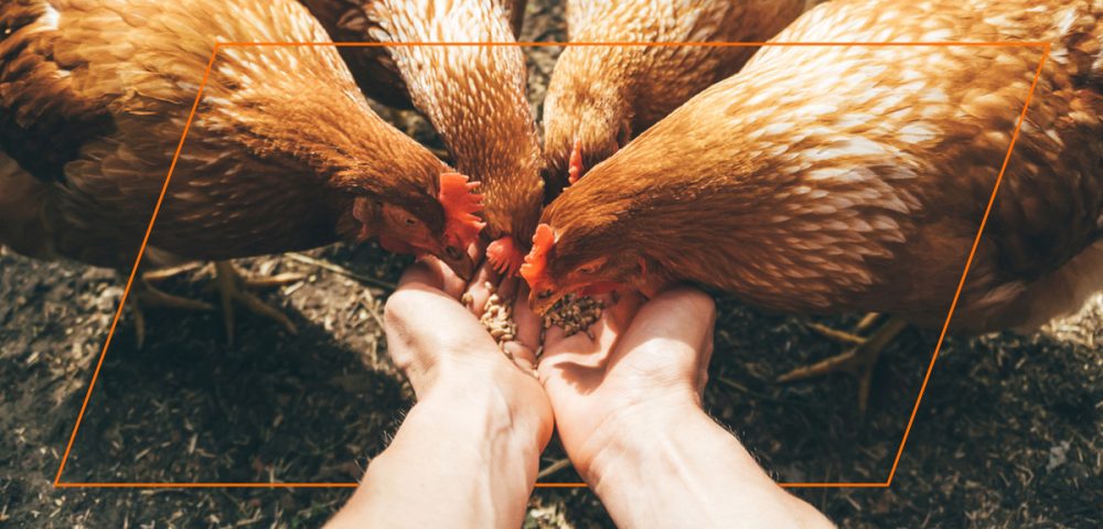 What Chickens Can and Can’t Eat