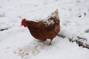 chicken in snow