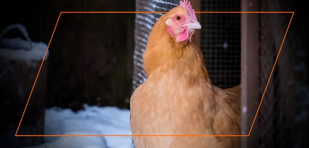 How to Keep a Chicken Coop Warm in the Winter