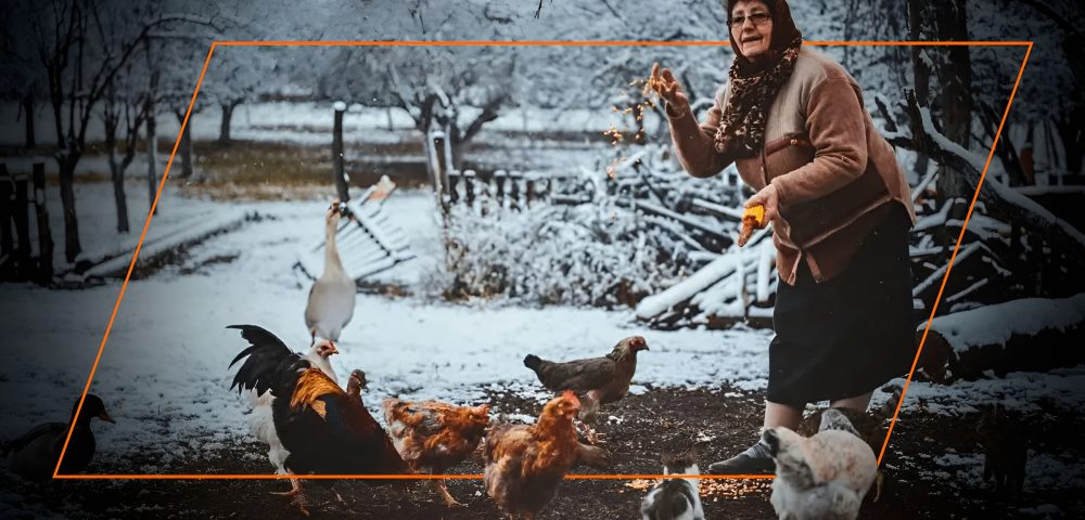 What Do I Feed Chickens in Winter?