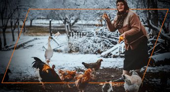 https://organicfeeds.com/wp-content/uploads/2019/12/why-chickens-need-a-different-diet-in-winter-346x188.jpg