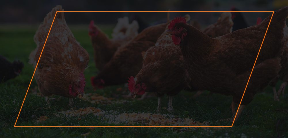 How Much Should You Feed Chickens Per Day?