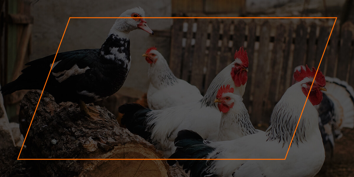 Can Chickens and Ducks Live Together? - Backyard Poultry