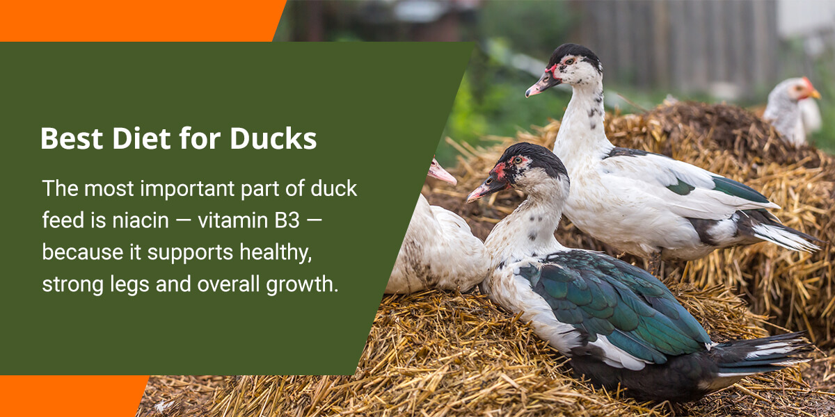 Can Ducks Eat Chicken Feed? Nature's Best