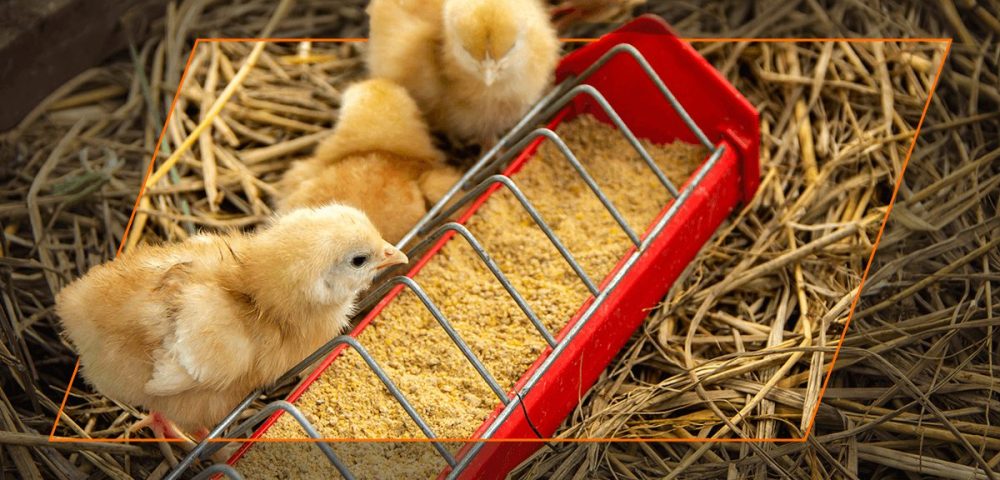 The Difference Between Medicated & Unmedicated Chick Starter