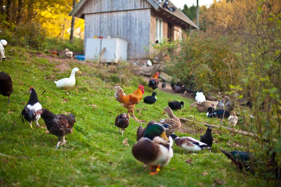 chickens and ducks roaming backyard farm