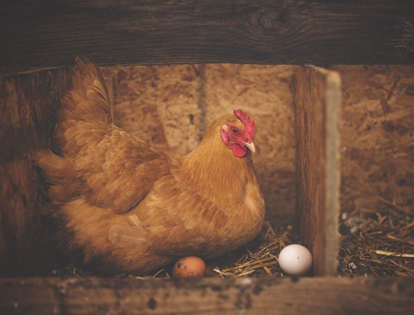 brown chicken in chicken coop laying eggs