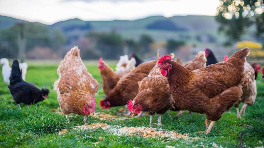 Chickens at Feeding time