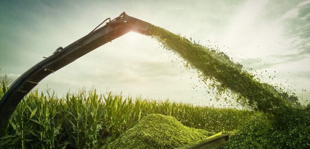 The Difference Between Hay and Silage